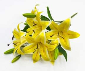 Лилия "Ферреро" 6 цветков