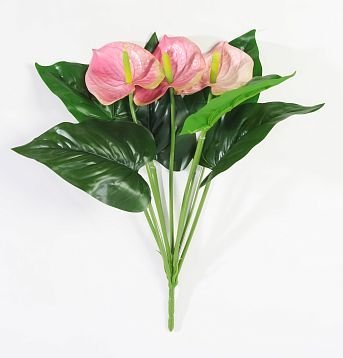 Антуриум "Дикий арбуз" 3 цветка от магазина KALINA являющийся официальным дистрибьютором в России 
