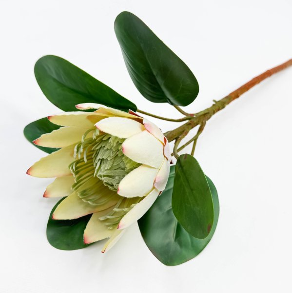 Протея артишоковая "Мадиба" молочная