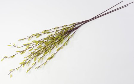 Ветка с весенними листиками