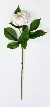 Хризантема белая