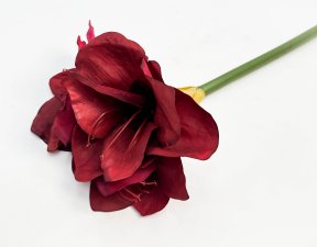 Амариллис бордовый