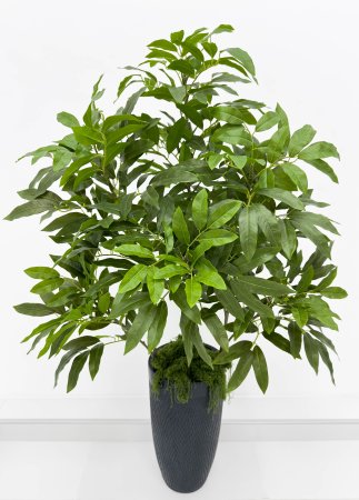 картинка Манго ветка большая от магазина KALINA