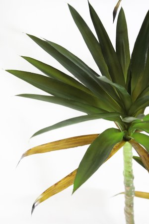 Юкка 3 ствола 160 см БЕЗ КАШПО