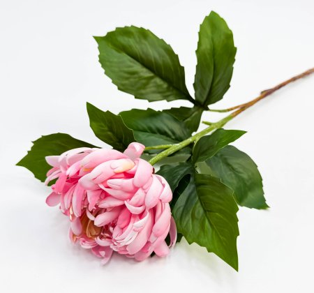 Хризантема светло-розовая