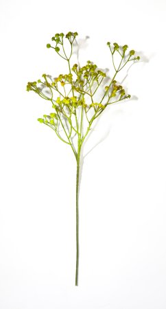 Ветка гипсофилы Зелено-желтый