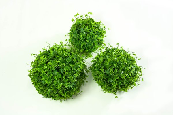 картинка Самшит Клен№3 от магазина KALINA