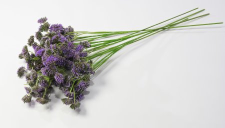 Ветка "Джуэл"