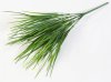 Осока Острая 7 веток 35 листов