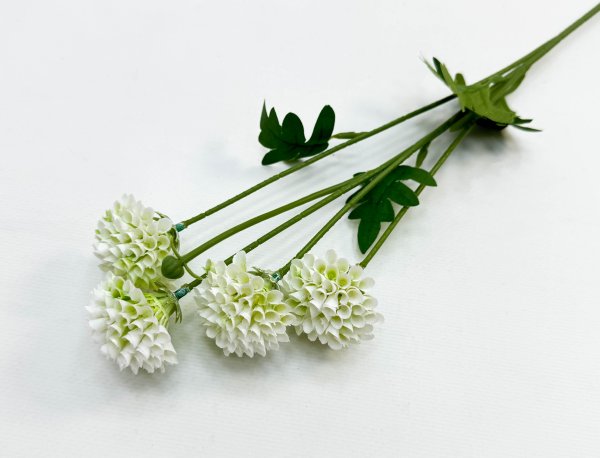 Георгин помпонный белый