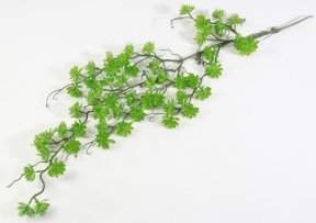 Суккулент ампельный Эониум