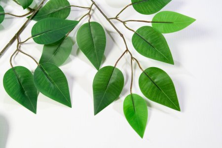 картинка Лист фикуса весенний от магазина KALINA