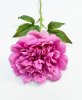 Пион "Облако нежности" розовый