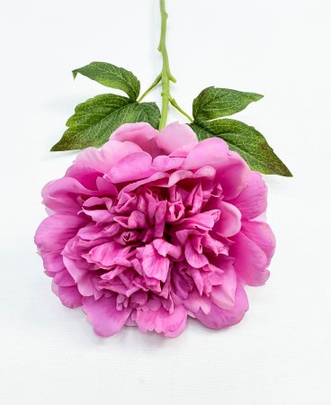 Пион "Облако нежности" розовый