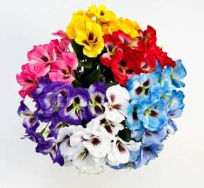 Фиалка "Крылья бабочки" 10 цветков