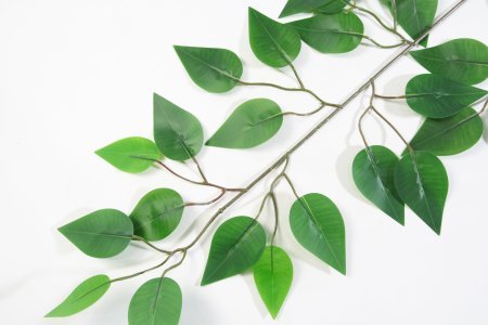 картинка Лист фикуса зеленый от магазина KALINA