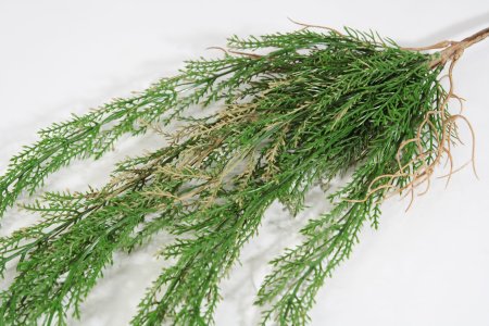 картинка Ветка ампельного аспарагуса с корнями от магазина KALINA