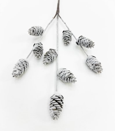 Ветка с сосновыми шишками