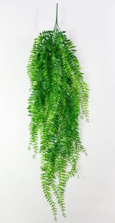 картинка Ампельная зелень "Элизабет 2" от магазина KALINA