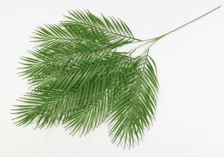 картинка Ветка пальмы 12 листов от магазина KALINA