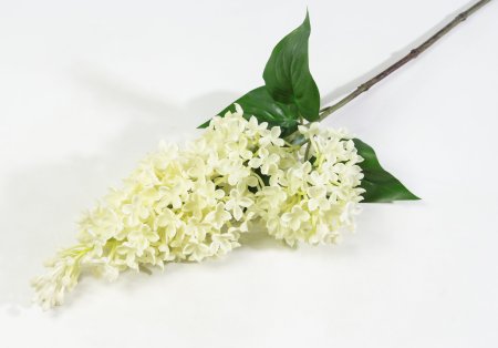 Ветка сирени белая