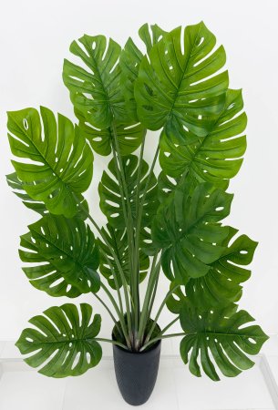 Монстера южно-американская 160 см БЕЗ КАШПО