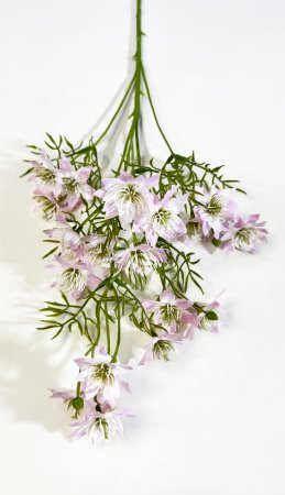 Нигелла розовая