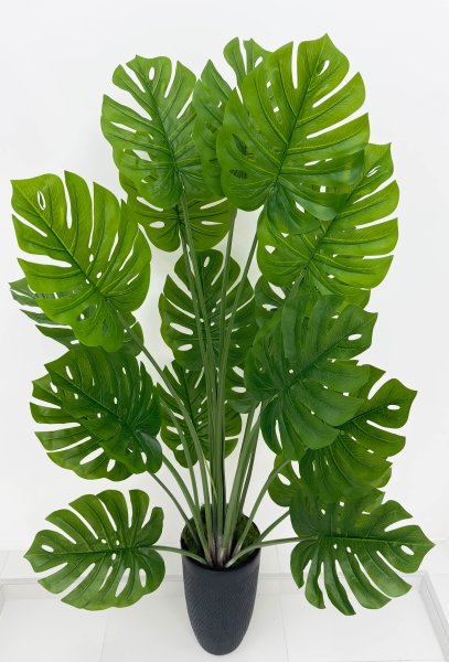 Монстера южно-амкериканская 160 см БЕЗ КАШПО