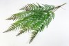 Ветка папоротника