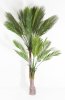 Пальма Арека 150 см БЕЗ КАШПО