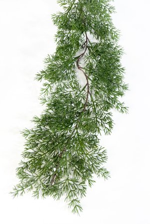 картинка Лиана кипариса от магазина KALINA