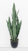 Сансевиерия трёхполосная Сильвер Мист 90 см
