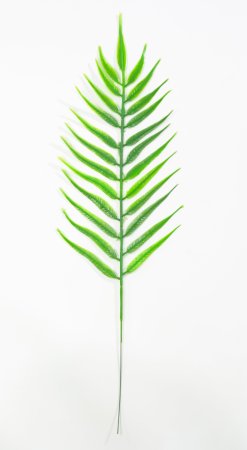 картинка Лист папоротника Столетник от магазина KALINA