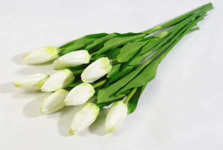 Тюльпан Былина