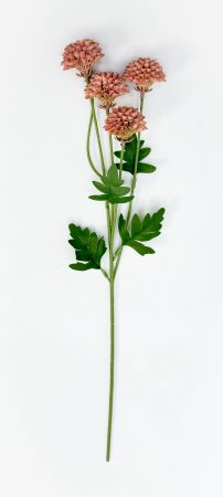 Георгин помпонный персиковый