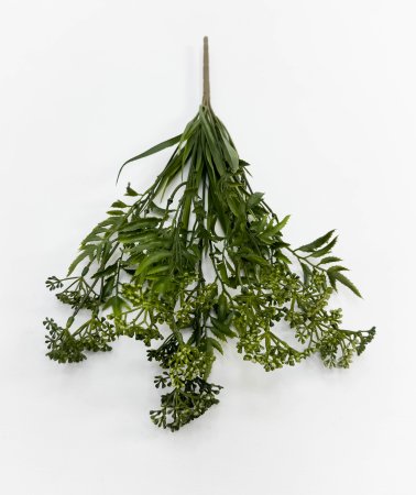 Тысячелистник зеленый