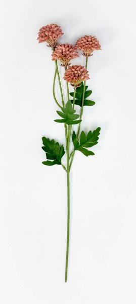 Георгин помпонный персиковый