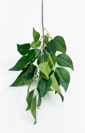 картинка Ветка фикуса "Эко-грин" от магазина KALINA