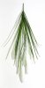 картинка Пеннисетум (Лисий хвост) 90 см 7 веток от магазина KALINA