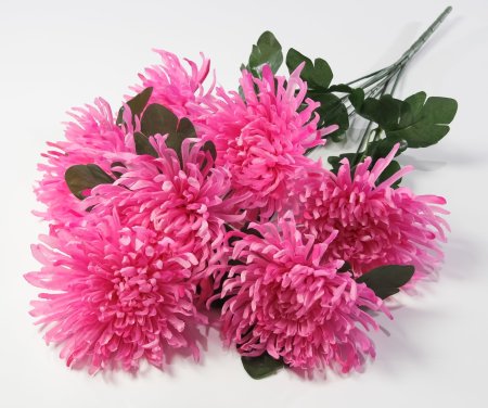 Астра "Кардинал" 7 цветков