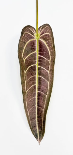 картинка Антуриум "Варока поздняя осень"  от магазина KALINA