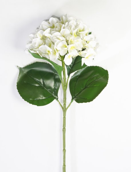 Гортензия молочная