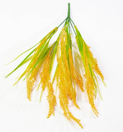 Пшеничка с мелким колосом