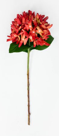 Гортензия "Кружевной шёлк" оранжевая