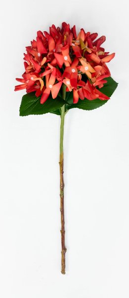 Гортензия "Кружевной шёлк" оранжевая