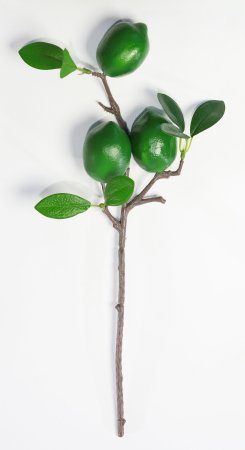 Ветка с плодами лайма