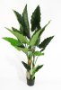 Куст Алоказии 160 см