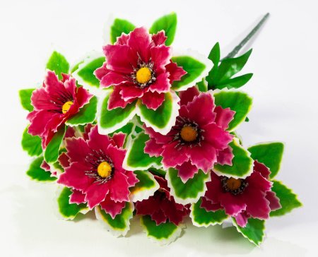 Георгин с белой каймой 7 цветков