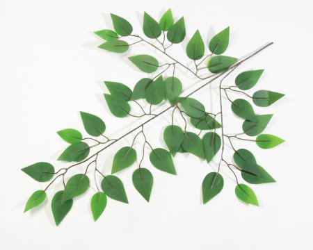 картинка Лист фикуса зеленый от магазина KALINA