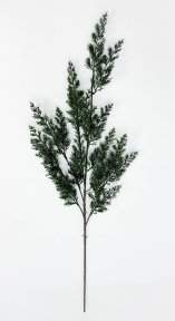 картинка Можжевельник высока ветка от магазина KALINA